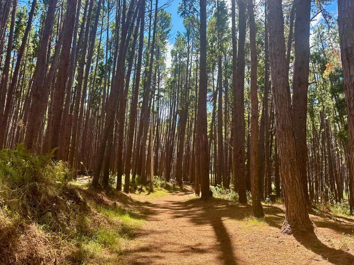 A forested trail in Maui, Hawaii